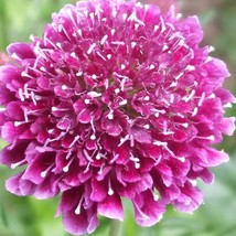 50 Finest Mixed Colors Scabiosa Mourning Bride Pin Cushion Scabiosa Atro... - $10.45