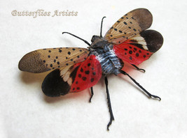 Spotted Lanternfly Lycorma Delicatula Real Framed Entomology Collectible... - $52.00