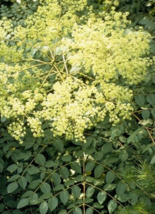 10 Pc Seeds Aralia Spinosa Flower, American Angelica Tree Seeds for Plan... - $25.20