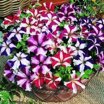 50 Pelleted Seeds Tango All Star Mix Petunia Seeds Flower Seeds Fresh Garden - £12.25 GBP