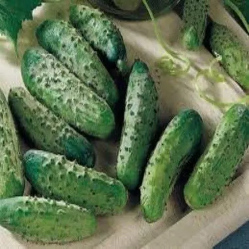 Fresh Seeds Cucumber National Pickling Great Vegetable 200 Seeds - £9.26 GBP