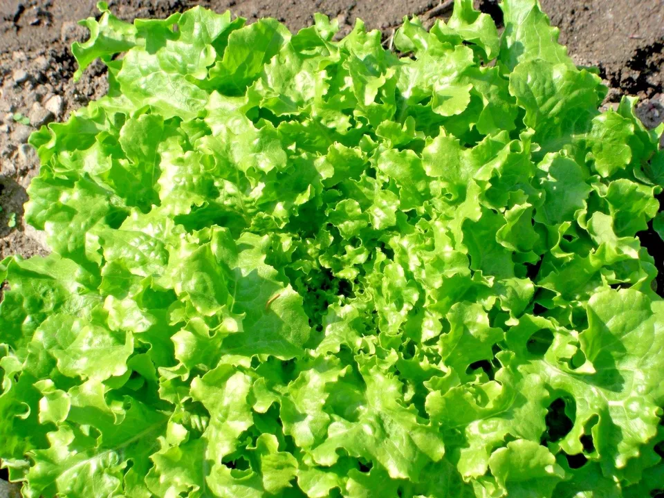 Green Ice Lettuce Organic Vegetable Spring Fall Garden 601 Seeds - £7.56 GBP