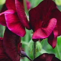 Sweet Pea Royal Maroon Lathyrus Odoratus 15 Flower Seeds Fresh USA Shipping - $13.48