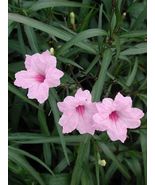 Pink Mexican Petunia 10 pcs Rooted Plants in Pot - $25.00