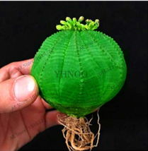 Euphorbia obesa Basketball Sea Urchin Bonsai,100 Pieces, Living Baseball... - $6.99