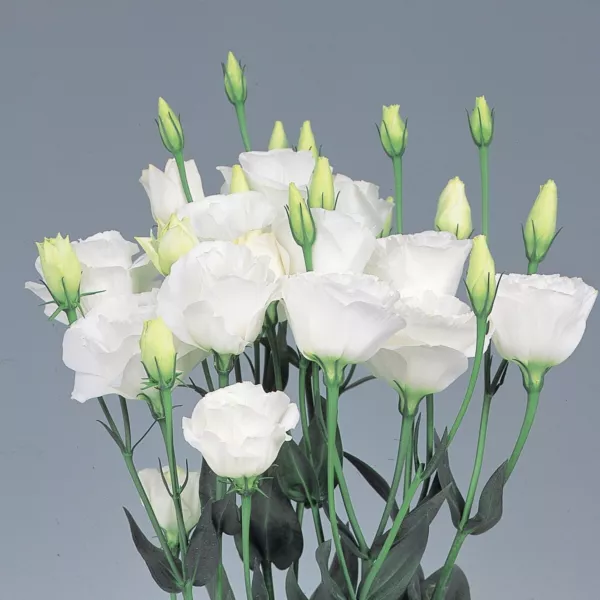 Mpb#4 Lisianthus Seeds Lisinathus Excalibur Pure White 50 Pelleted Seeds Fresh G - £13.18 GBP