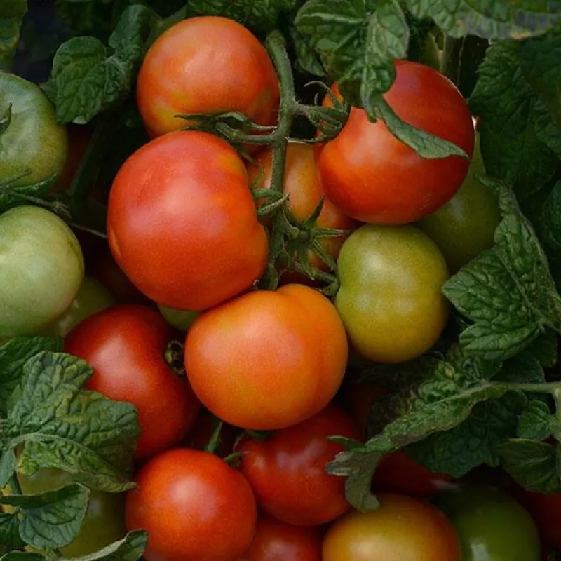 25 Tomato Seeds Little Sicily Tomato Determinate - £12.58 GBP