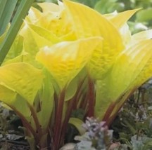 Hosta Seeds hosta FIRE ISLAND small red &amp; yellow - $4.75
