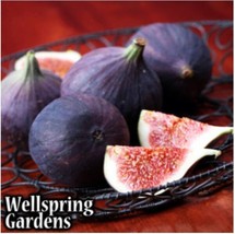 Best Black Mission Fig / Ficus carica / Live Plant - $25.99