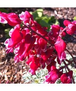 25 Burn Heart Bleeding Heart Seeds Dicentra Spectabilis Shade Flower Gar... - $9.48