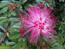 Calliandra Brevipes - Pink Lilian (Pink Powder Puff) - £43.96 GBP