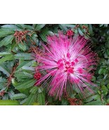 Calliandra Brevipes - Pink Lilian (Pink Powder Puff) - $1,049.10 MXN