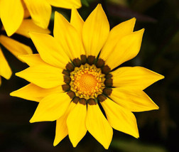 Gazania Leader Yellow Gazania Rigens 100 Bulk Seeds Fresh - £31.70 GBP