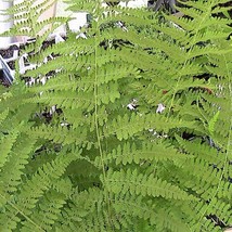 200 Hay Scent Fern Spores Seeds Dennstaedtia Punctilobula Fresh Garden USA Shipp - $13.35