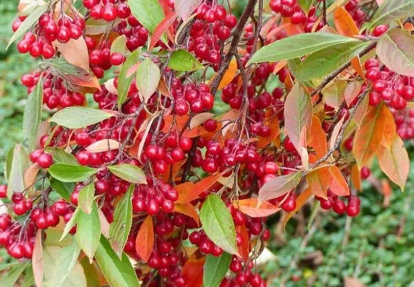 30 Red Chokeberry Seeds For Planting Aronia Arbutifolia Aronia Berry Tree Garden - $21.92