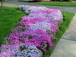 Creeping Thyme Rock CRESS Plant - Mixed Pink and White Colors, 200 SEEDS D - £11.08 GBP