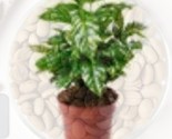 20 Pcs Arabica Coffee Tree Seeds Coffea Arabian House Plant Clean Air Se... - $19.98