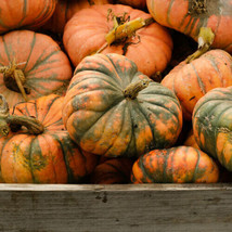 25+ Speckled Hound Pumpkin Seeds for Garden Planting  - $8.77