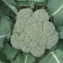 1000 Waltham 29 Broccoli Brassica Oleracea Vegetable Seeds New Fresh Seeds USA - $14.90