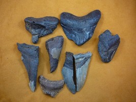 (SW11-18) TWO POUNDS Fossil Shark Tooth teeth MEGALODON partial sharks fragments - £44.82 GBP