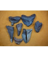 (SW11-18) TWO POUNDS Fossil Shark Tooth teeth MEGALODON partial sharks f... - £44.77 GBP