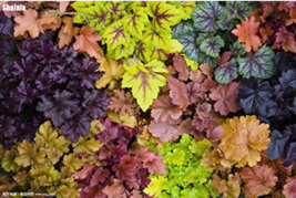200 pcsBag Colorful Heuchera Potted Coral Bell Flower Plants Beautiful Green Pla - $7.89