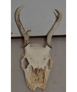 5 PT WHITETAIL deer rack SKULL antler horn taxidermy european mount  - £37.37 GBP