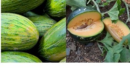 Valencia Late Melon Seeds Fresh Garden Seeds Garden  Free Shipping - £15.46 GBP+