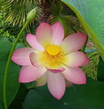 Best Nelumbo Nucifera | Egyptian Bean | Sacred Lotus | 5 Seeds - £15.39 GBP