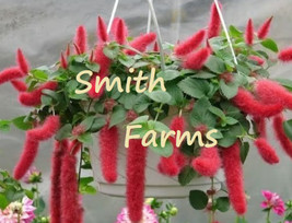 25 Seeds Strawberry Firetail Flowers Bautiful &amp; Garden - £5.80 GBP