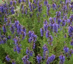 USA Store Hyssop Seeds 450 Hyssopus Officinalis Flower Garden Perennial Fast Shi - $8.76