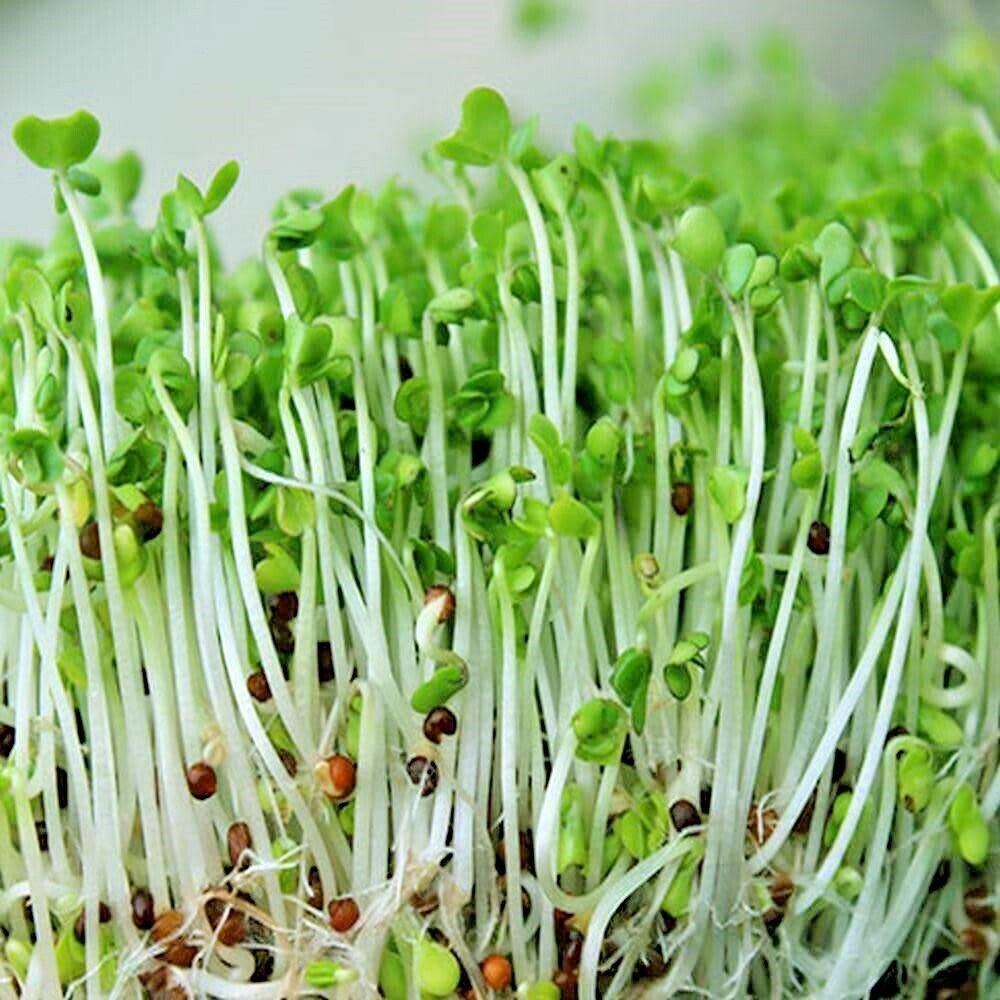 Broccoli Bulbs Best 1 Oz Calabrese Sprouting Broccoli Seeds Organic Vegetable Garden ...