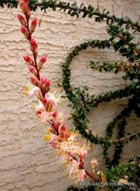 AWS Fouquieria Burragei Pink Flower Baja Ocotillo Flowering Succulent Seed 10 Se - £10.70 GBP