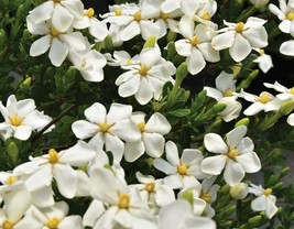 Gardenia Jasminoides Plant SNOWGIRL Intensely Fragrant White Flowers - £35.37 GBP