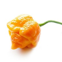 10 Yellow Moruga Scorpion Seeds Hot Pepper New Fresh Seeds USA - £16.98 GBP