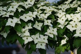 Kousa Dogwood 2-3&#39; in an ABP Container - £45.82 GBP