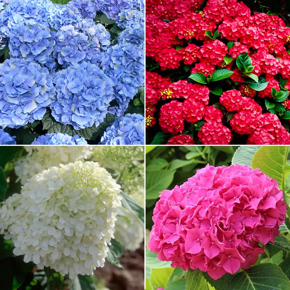 50 Seeds Mixed Hydrangea Flower  Blue Red Pink White Colors - £9.43 GBP