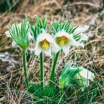 Anemone Seed White Pasque Flower Seeds 1000 Seeds Fresh USA Fast Shipping - Perf - $18.99