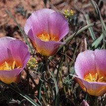 Calochortus Nuttallii (Pink Nuttalls Mariposa Sego Lily 10 Seeds Seeds Fresh Fas - $22.40