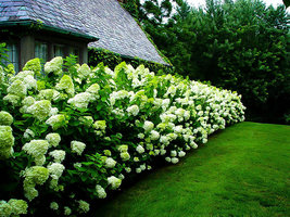 LIMELIGHT Hydrangea shrub PP#12874 image 4