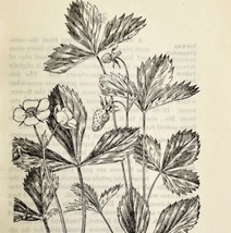 1905 Wild Virginia Strawberry Flower Print Pen &amp; Ink Lithograph Antique Art  - £13.66 GBP