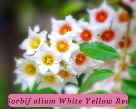 5894 sorbifolium white yellow red pop thumb200