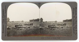 c1900&#39;s Real Photo Stereoview  A Flock of Sheep Grazing in A Field, Chile - £14.53 GBP