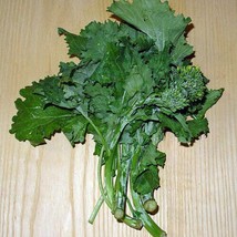 1000 Broccoli Raab Seeds Rabe Rapini Flowering Brassica Fresh Seeds Fast Shippin - $13.19