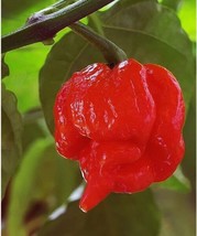 Trinidad Scorpion Butch T Hot Pepper Seeds 25 Seed Pack Fresh - £8.50 GBP