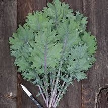 1000 Red Russian Kale Seeds - Non-GMO, Brassica Napus - $5.98