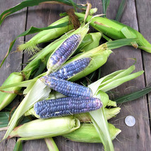 AQL Garden Adventure Awaits: Baby Blue Jade Corn - 4 Non-GMO Seeds - £12.78 GBP