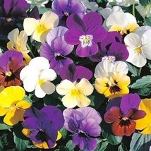 GIB Pansy Velvet Mix 50 Seeds - £7.18 GBP