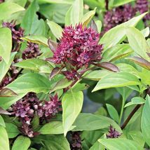 300 Siam Queen Basil Seeds Organic Herb Summer Vegetable Garden Patio Container - £9.47 GBP