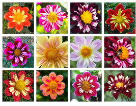 Seeds 50 Mixed Collarette Dahlia Variabilis Two Tone Red Pink Yellow - £21.23 GBP